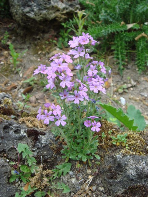 Erinus alpinus